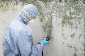 Best Attic Mold Removal in La Grulla, TX